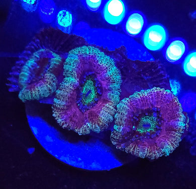 Pink Freak Acans