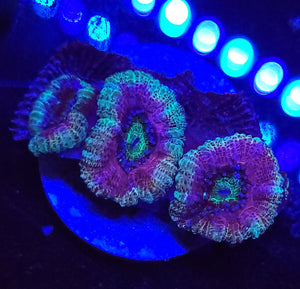 Pink Freak Acans