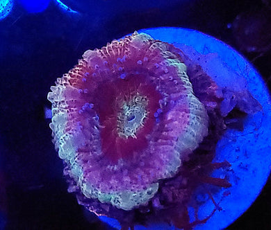 Pink Freak Acan