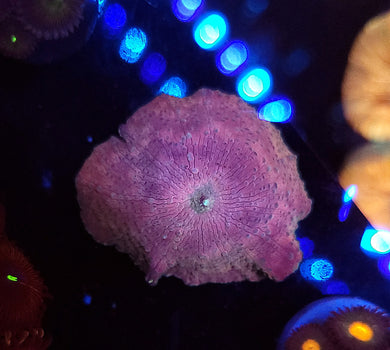 Pink & Teal Discoma Mushroom