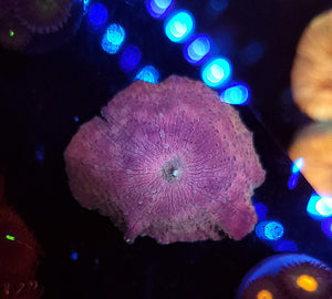 Pink & Teal Discoma Mushroom