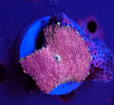 Pink & Teal Discoma Mushroom