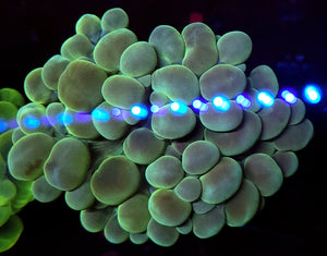 Pearlescent Aquamarine Bubble Coral