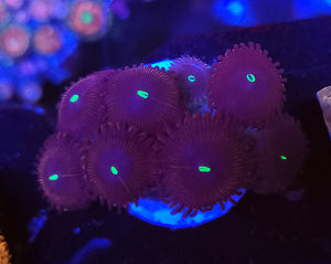 Purple People Eater Zoas