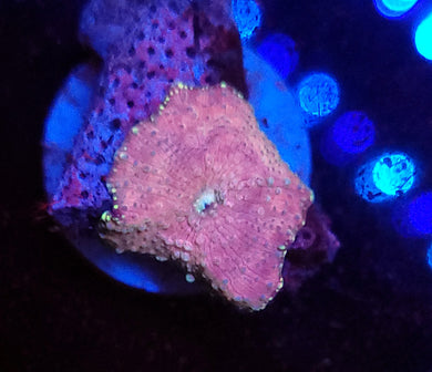 Pink & Teal Discoma Mushroom