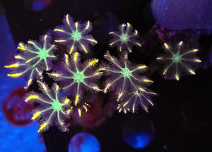 Firework Clove Polyps