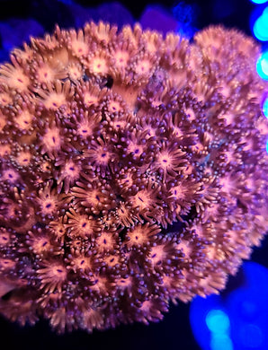 Pink Goni frag