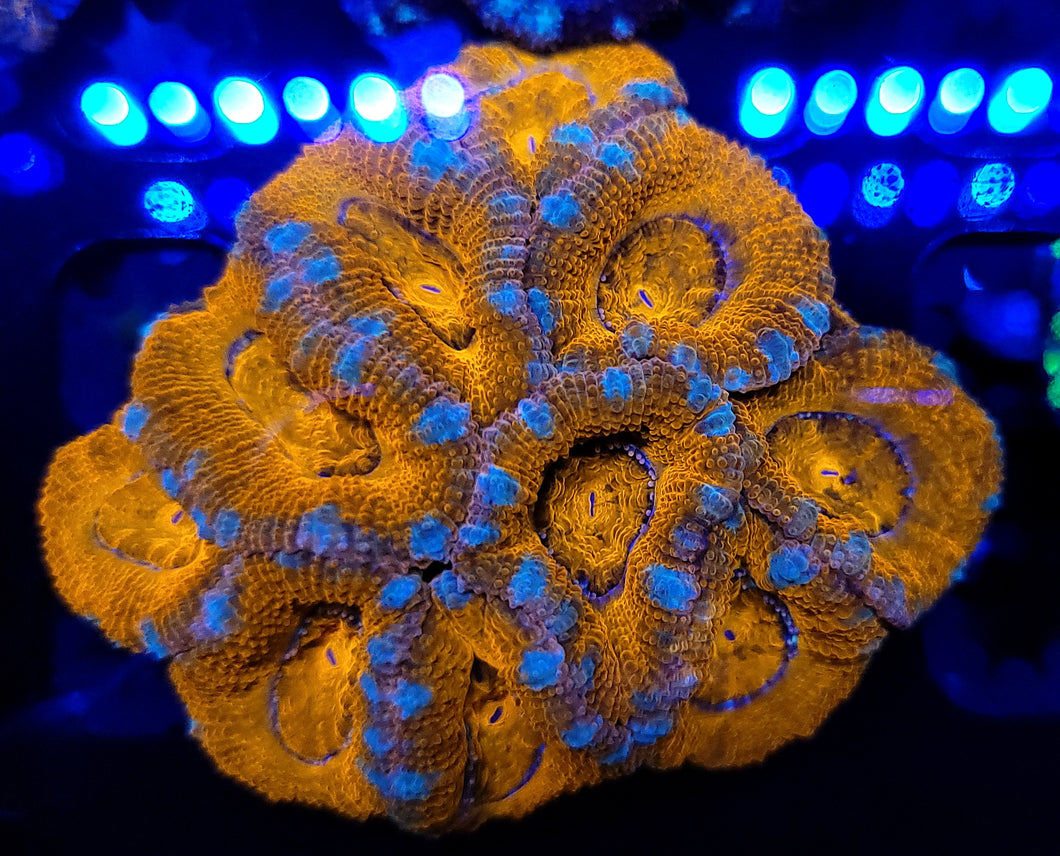 Blue Stripe Orange Acan Chunk