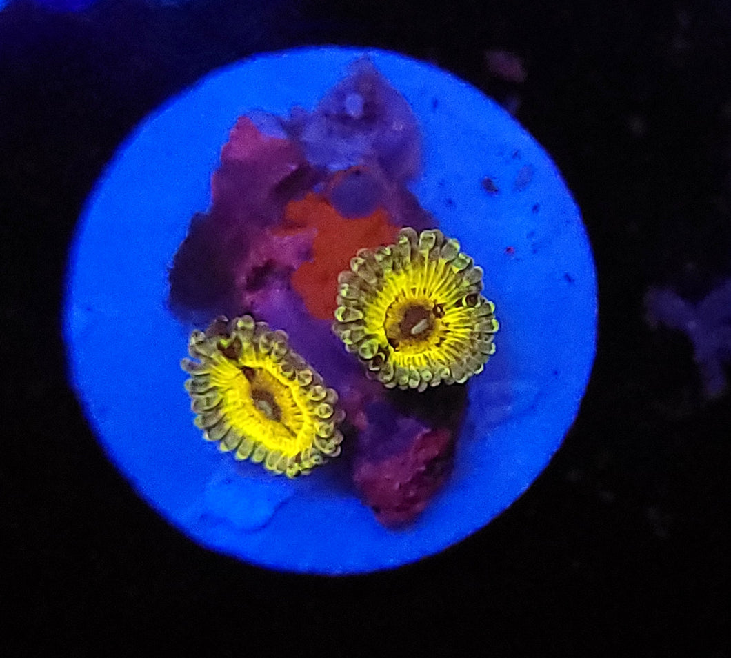 Stratocaster Zoas