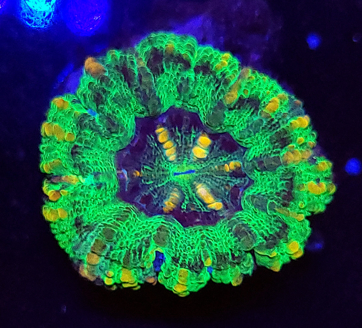 UFO Nano Scoly – Savage Reef