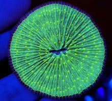 Neon Tentacle Plate Coral
