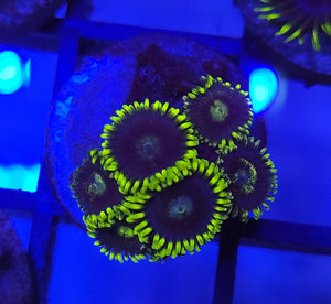 Blueberry Field Zoas