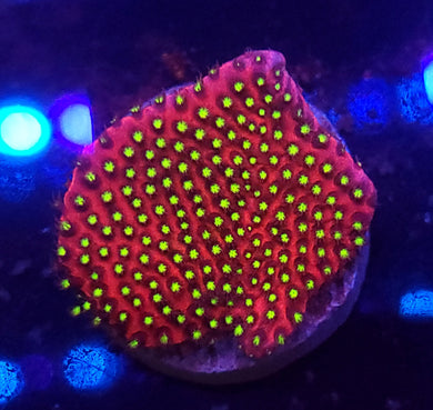 Pink Starburst Porites
