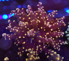 Euphyllia Garden 5 Pack +Free Coral Dome