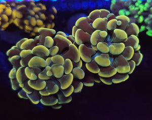 Euphyllia Garden 5 Pack +Free Coral Dome