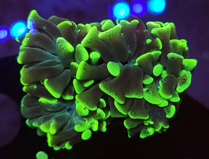 Euphyllia Garden 5 Pack +Free Coral Dome