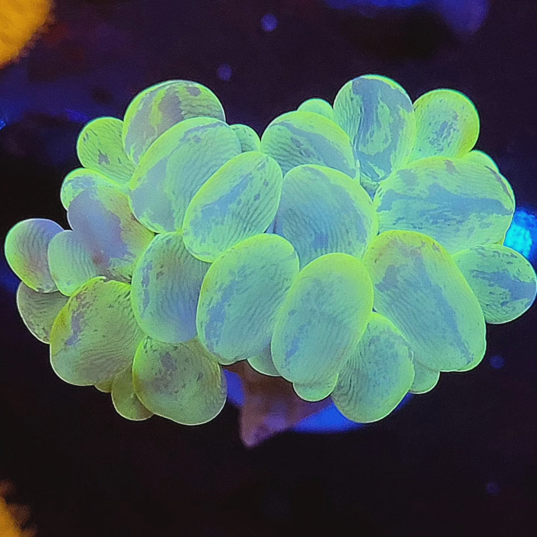 Toxic Splatter Bubble Coral (3inch)