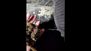 Mushroom Colony Fragging Video