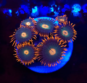 Gatorade Zoas