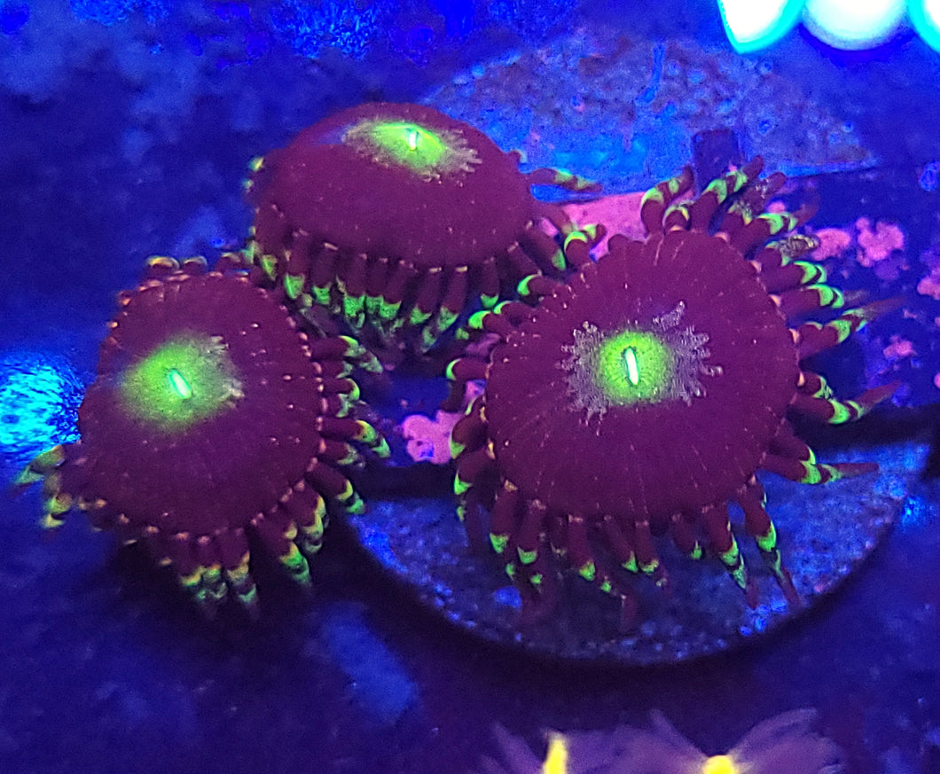 Bozos Birthday Zoas