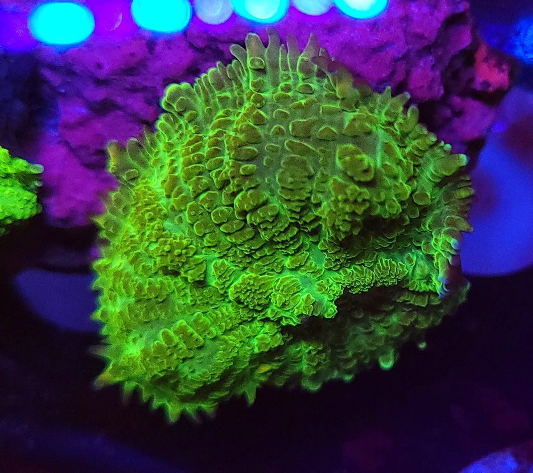 Hulk Rhodactis Mushroom