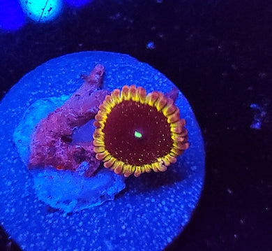 Pink Galaxy Zoa