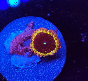 Pink Galaxy Zoa