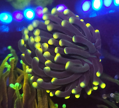 Malaysian Yellow Tip Torch