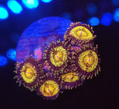 Pink & Gold Zoas