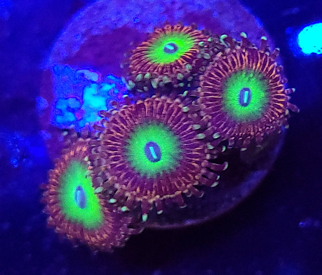 Candy Apple Pink Zoas