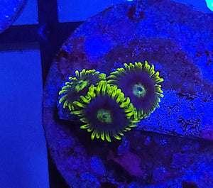 Blueberry Pie Zoas