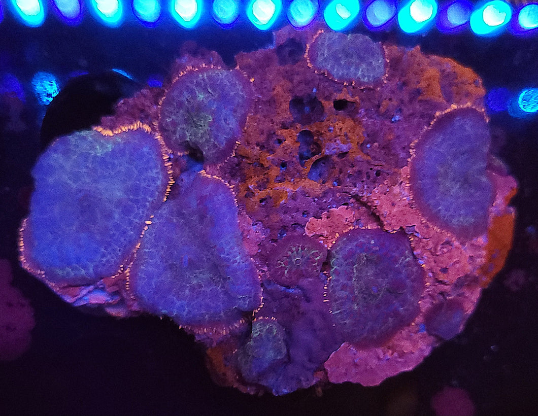 Blue Razz Rhodactis Mushroom Colony