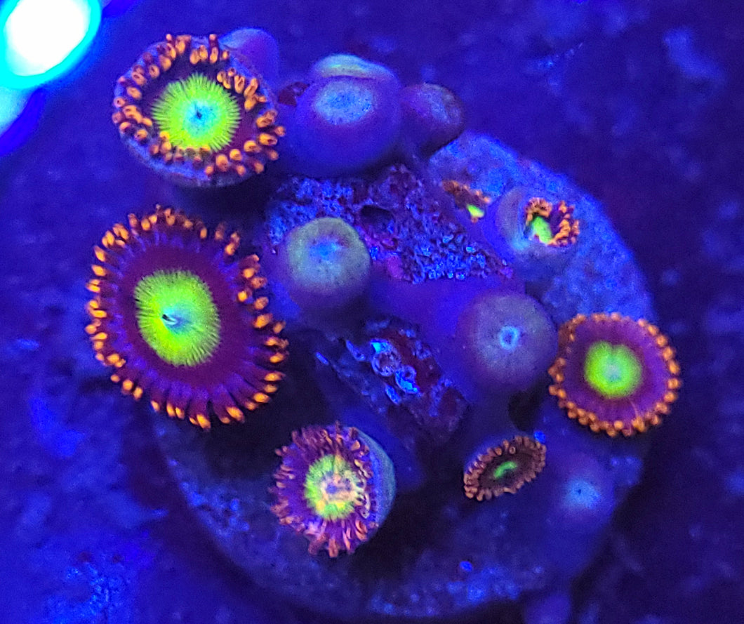 Circus Zoas