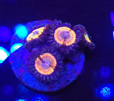 Rainbow Infusion Zoa Morphs