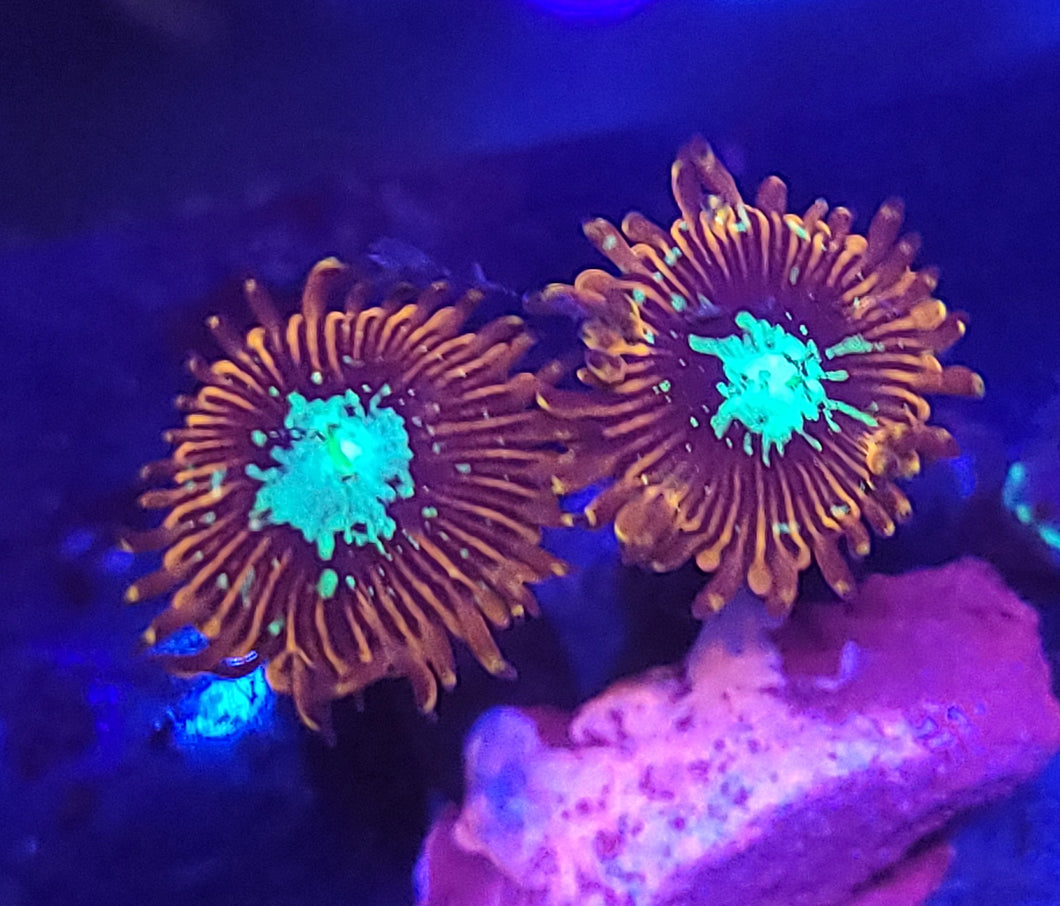 Magician Zoas