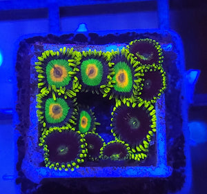 Rasta Zoa Combo Disk