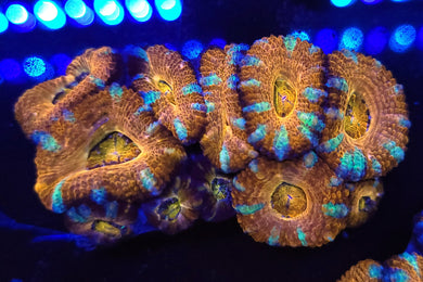 Pink Swirl Acan Chunk