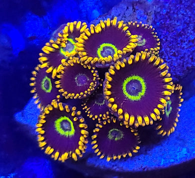 Rainbow Hornet Zoas