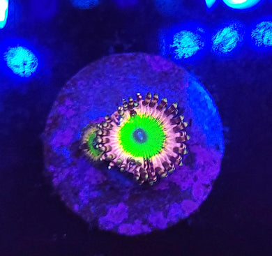 Pink Hippo Zoas