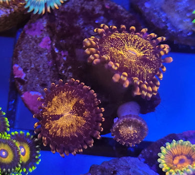 Pandora Zoas