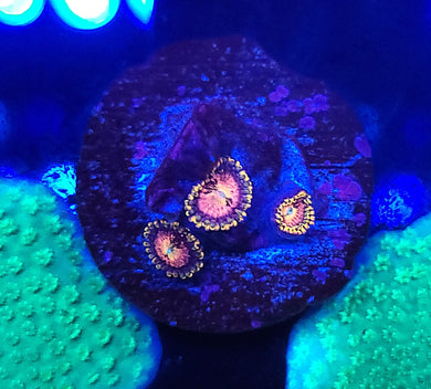 Pink Sakura Zoas