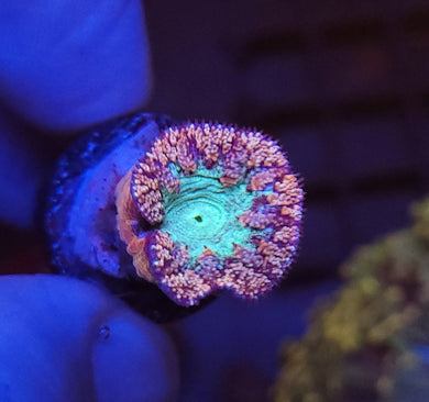 Pink & Teal Blasto