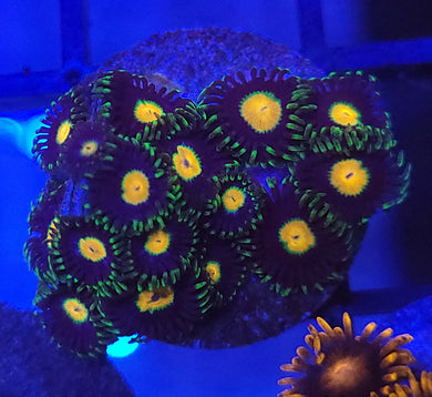 Unknown Zoas