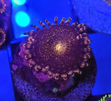 Pink Sakura Zoa