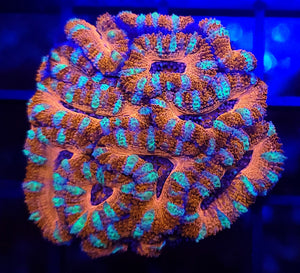 Peppermint Acan Mini-Colony