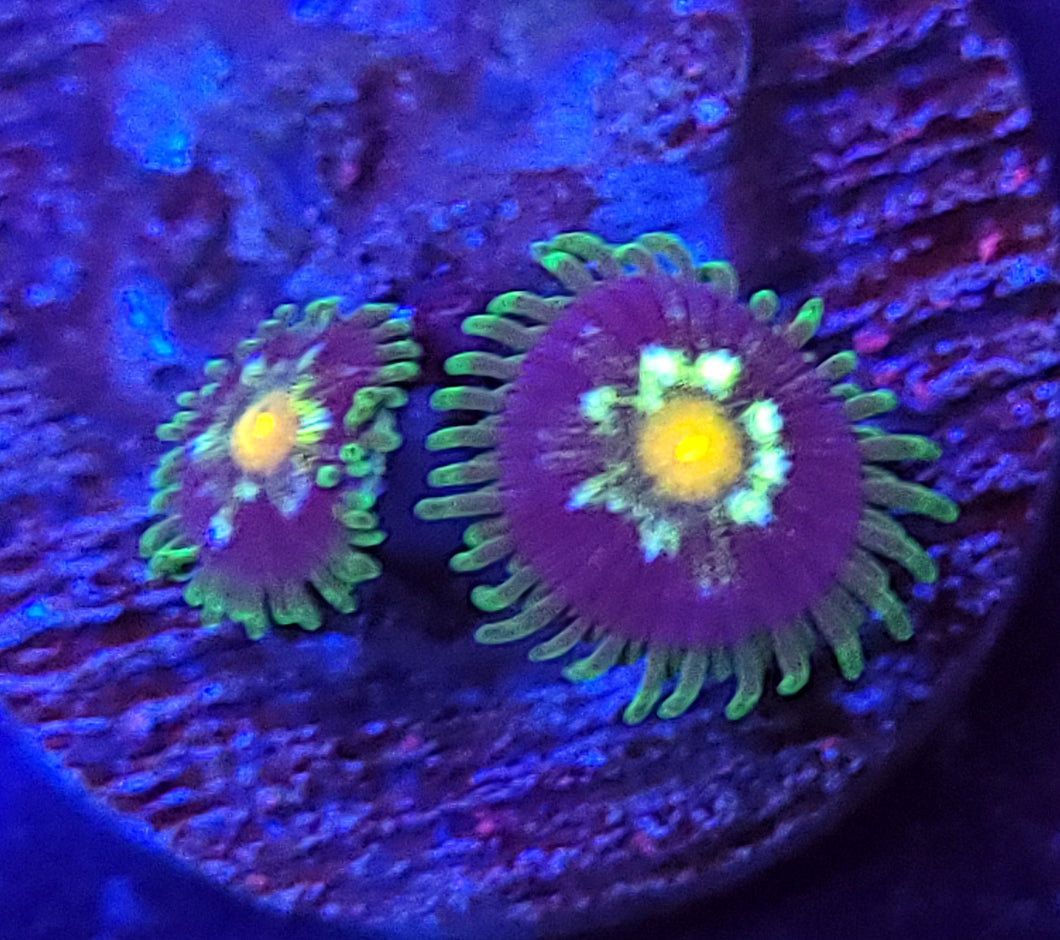 JF Desert Star Zoas