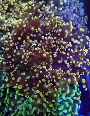 Pink Tip Frogspawn