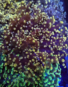 Pink Tip Frogspawn