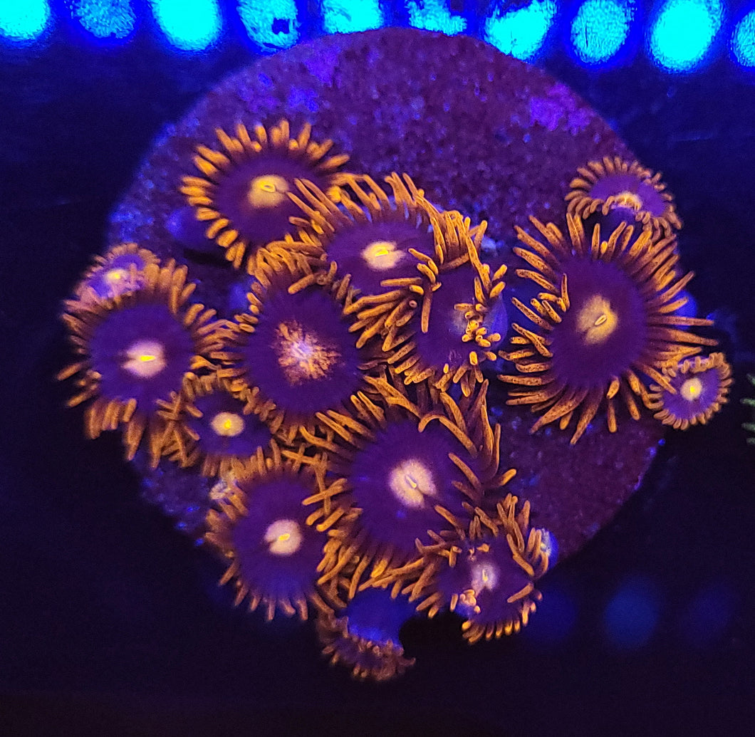 My Clementine Zoas