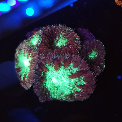 Pink & Teal Blasto Cluster